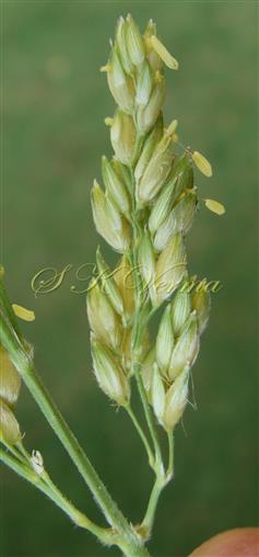  Panicle- a part